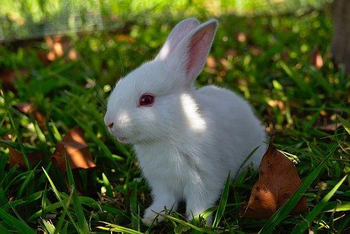 哺乳动物兔子能活多久？怎么养才会长寿？