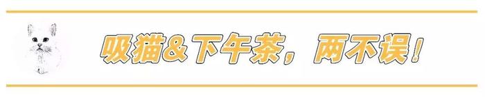 宁波这家藏了14只喵的“地下吸猫场所”，老板竟然不是人？