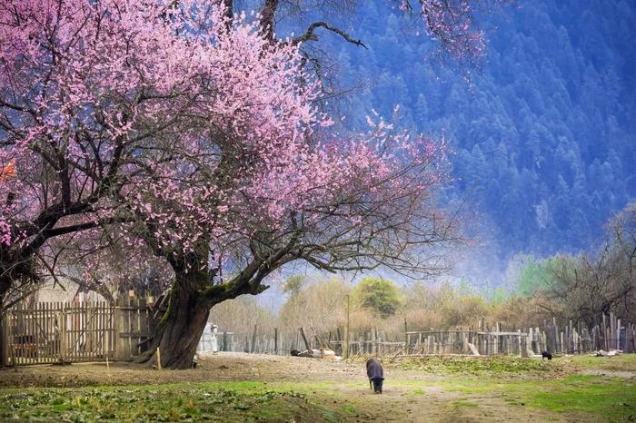 50张图片告诉你，中国的春天有多惊艳！