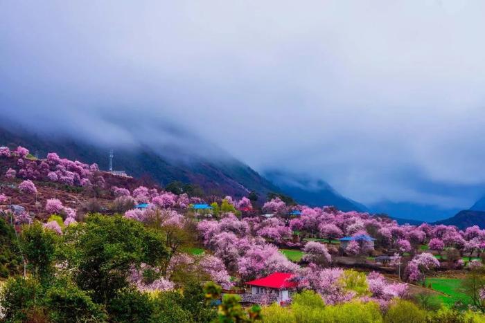 50张图片告诉你，中国的春天有多惊艳！