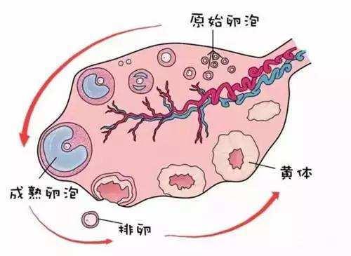 备孕：卵子质量很关键，受到什么影响？如何提高卵子的质量