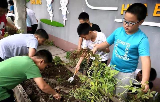 北京市丰台区大红门第一小学：收获花生  体验快乐