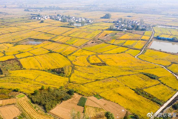 从空中俯瞰南京六合金牛湖秋景，田野秋色，金黄一片，稻香遍地