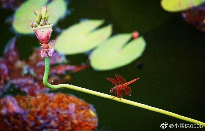 盛夏时节，在晨光熹微或者夕阳西下时，走进钟山风景名胜区