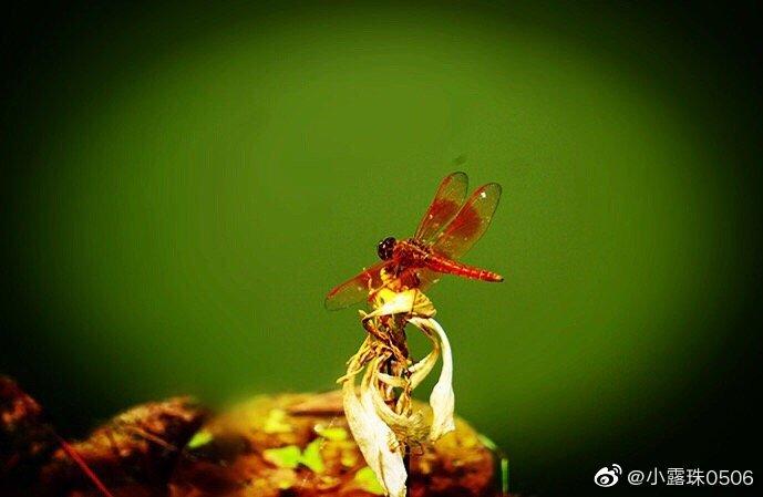 盛夏时节，在晨光熹微或者夕阳西下时，走进钟山风景名胜区