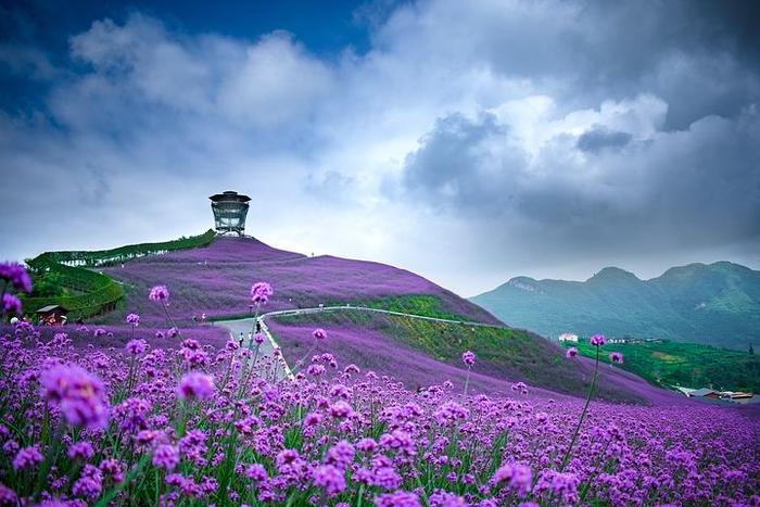 “花海”摄影中的两个关键点，小技巧让进阶练习带回不一样的照片