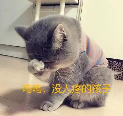 猫是否知道自己是猫?别傻了,它甚至都不会拿你当人看...