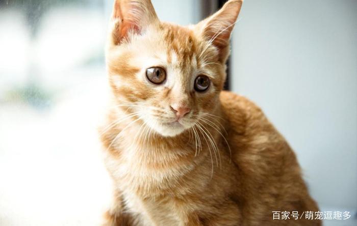 当猫咪犯错被主人打，会记仇吗？猫咪：我这么可爱，你怎么忍心！