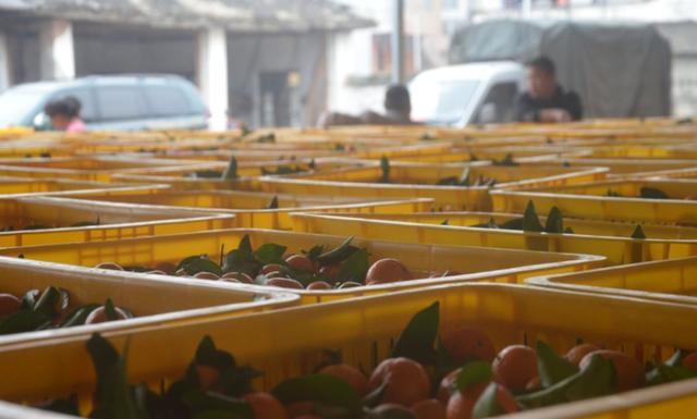 近3年，砂糖橘都被果农称为“杀人橘”，期间到底发生了什么？