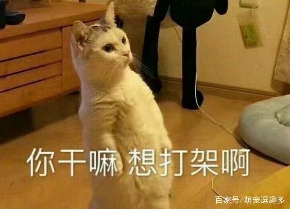 当猫咪犯错被主人打，会记仇吗？猫咪：我这么可爱，你怎么忍心！