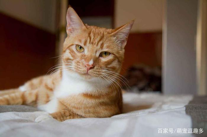 当猫咪犯错被主人打，会记仇吗？猫咪：我这么可爱，你怎么忍心！