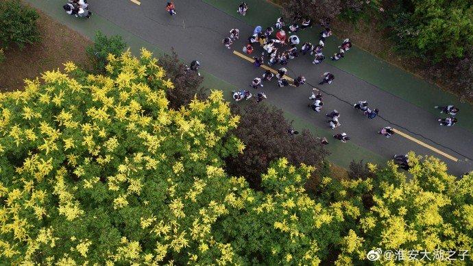 淮安洪泽湖古堰景区，栾树花开