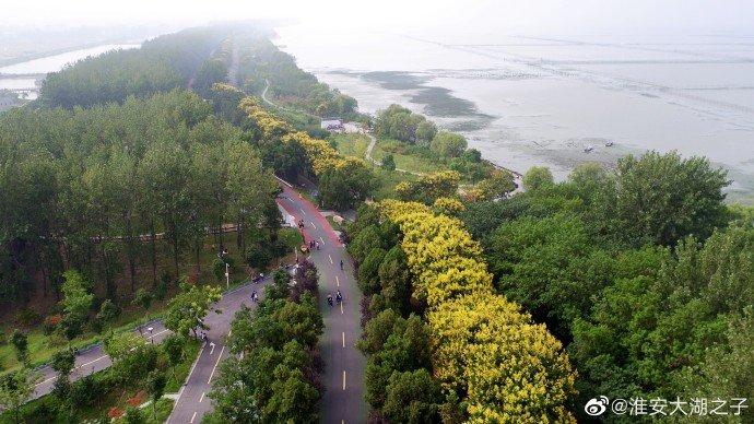 淮安洪泽湖古堰景区，栾树花开