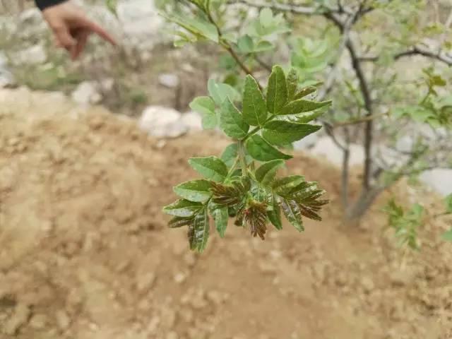 初春时节这个嫩芽，鲜嫩麻香，清热解毒，是芽苗菜中的珍品！