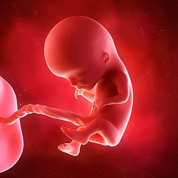 早孕只吃叶酸片，胎儿中孕被诊断畸形，原因别疏忽