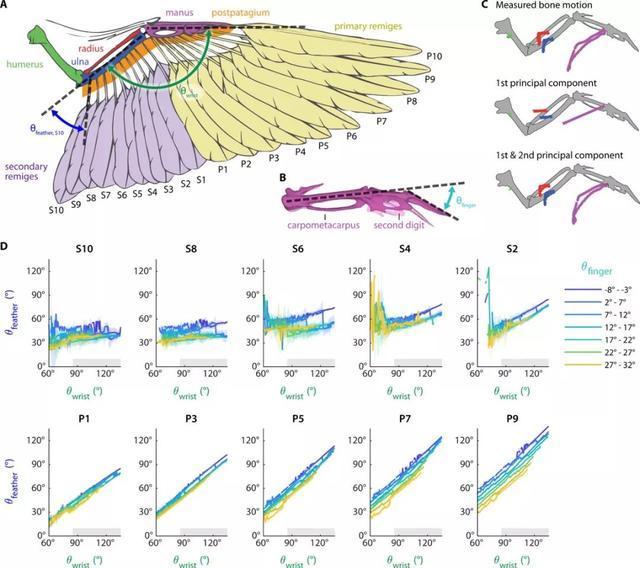 真·鲁班：斯坦福造出带羽毛翅膀的「机器鸽」，登Science及其子刊