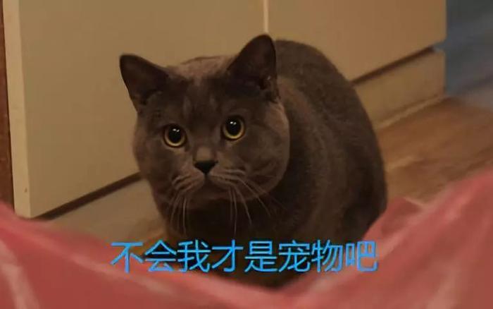 猫是否知道自己是猫?别傻了,它甚至都不会拿你当人看...