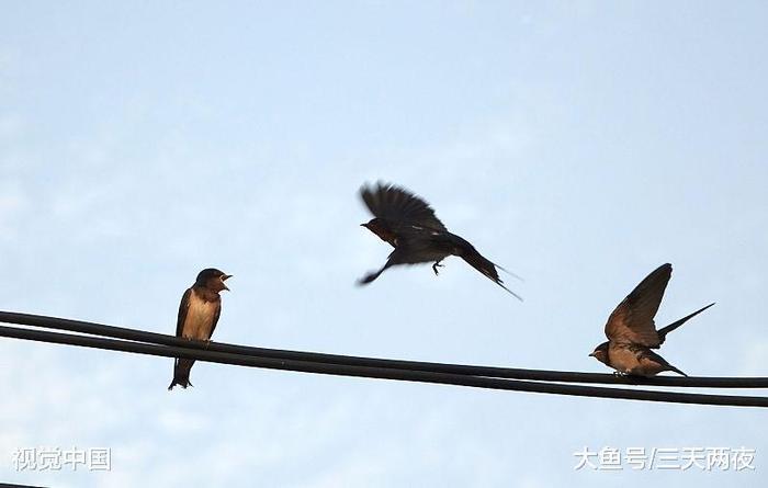 农村家里的燕子冬天飞走后, 第二年飞回来的还是去年的小燕子吗?