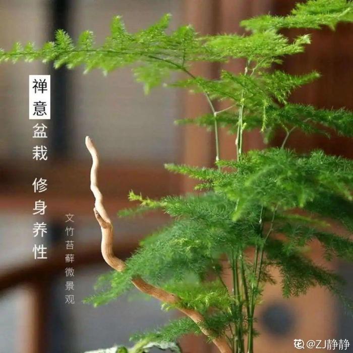 这7种带“竹”字的花，家里养一盆，日子节节高升！