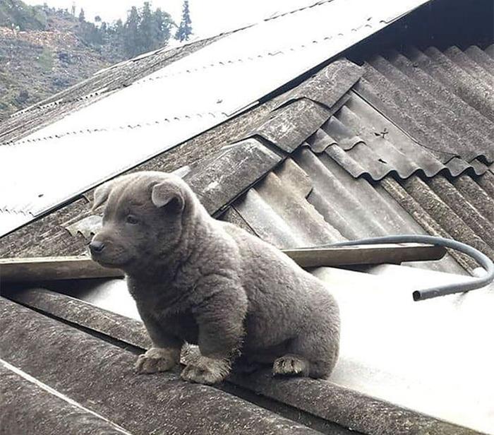 这只小狗有点不同，有人说是猫狗杂交，它爬到屋顶想“静静”
