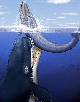 假如被鲸鱼活吞，生还的几率有多大？涨见识了