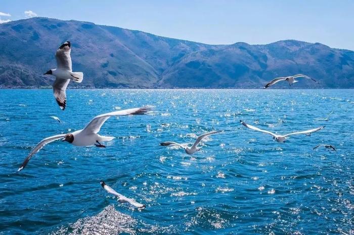 【海鸥与雪】洱海冬日游船，遇见大理不一样的风景！