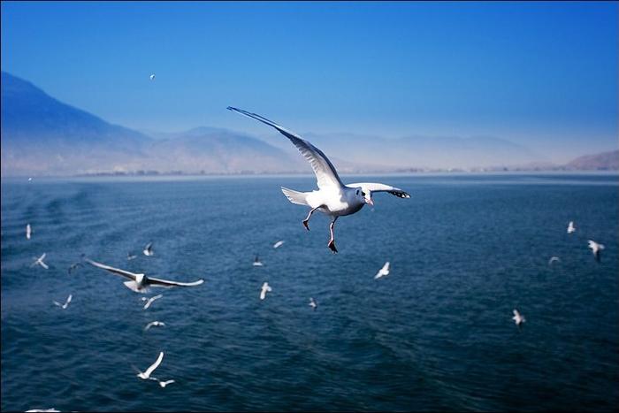 【海鸥与雪】洱海冬日游船，遇见大理不一样的风景！