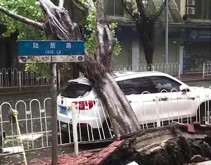 台风天力扛巨树是偶然？看长安新CS75安全表现，五星成绩获点赞