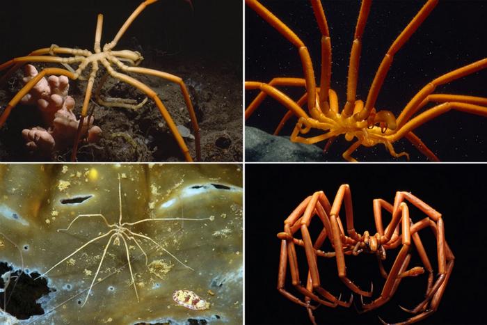 生存在极地的巨型海蜘蛛，腿长跨度达到70厘米