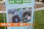 旅美大熊猫"贝贝"回家了