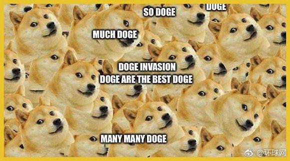 doge已经13岁了