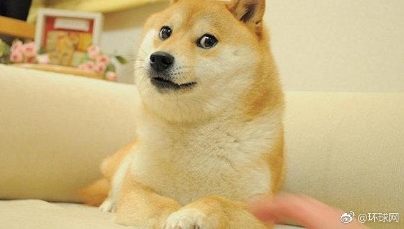doge已经13岁了