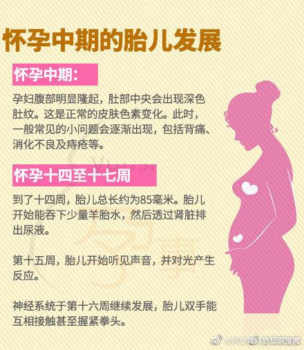 孕期各阶段的胎儿发展