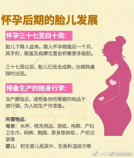 孕期各阶段的胎儿发展