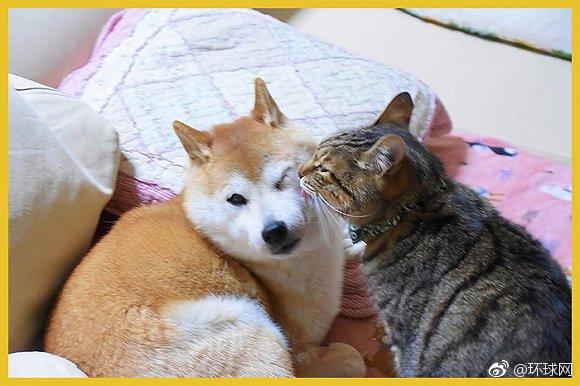 doge已经13岁了