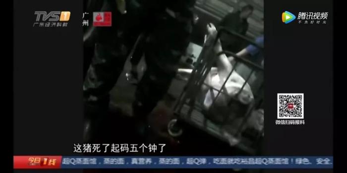 广东一正规肉联厂“洗白”病死猪：19人被抓 涉事企业已停业整顿