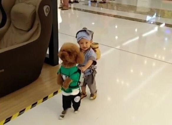 宝妈带着儿子和泰迪逛商场，引得众路人笑声不断，纷纷拍照夸赞