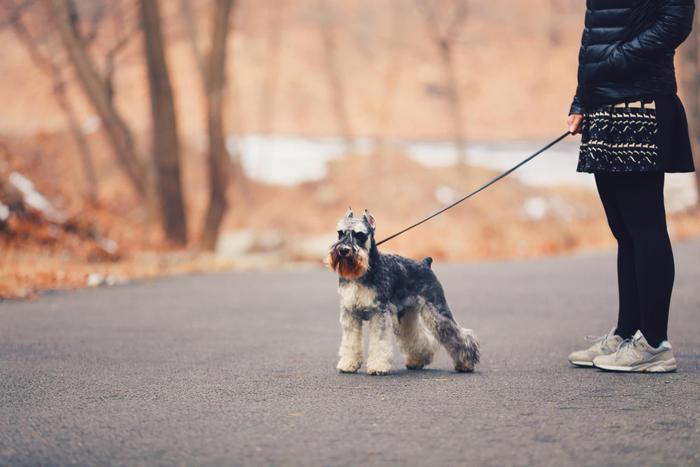 狗狗界的小老头儿，聪明好养的雪纳瑞犬，这种犬你了解多少呢？