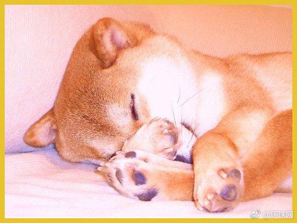 doge已经13岁了