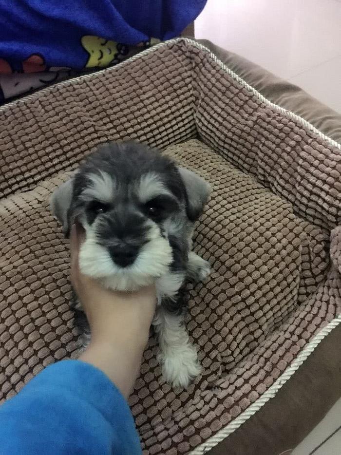 狗狗界的小老头儿，聪明好养的雪纳瑞犬，这种犬你了解多少呢？
