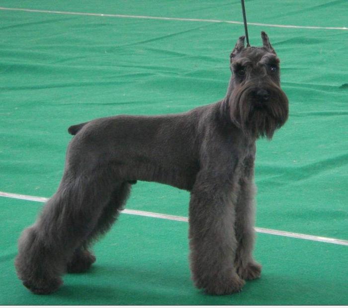 狗狗界的小老头儿，聪明好养的雪纳瑞犬，这种犬你了解多少呢？