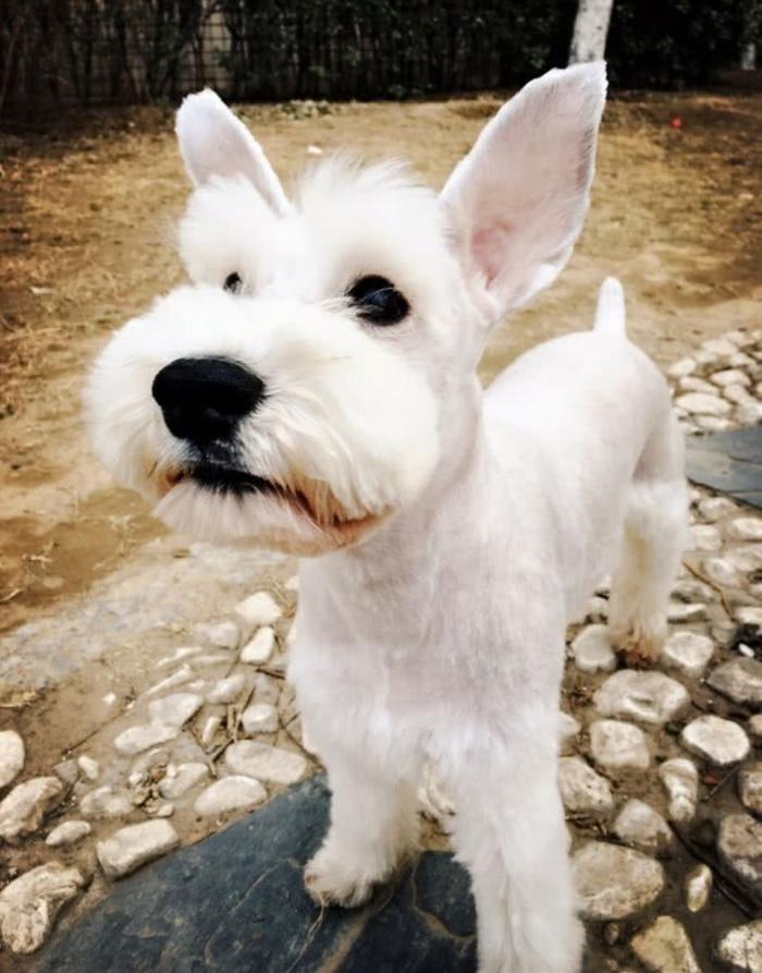 狗狗界的小老头儿，聪明好养的雪纳瑞犬，这种犬你了解多少呢？