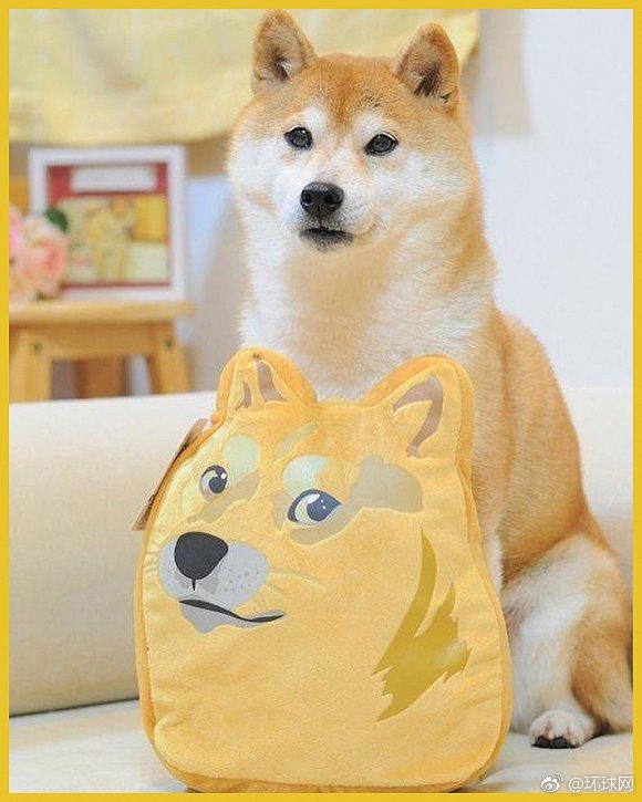 doge已经13岁了