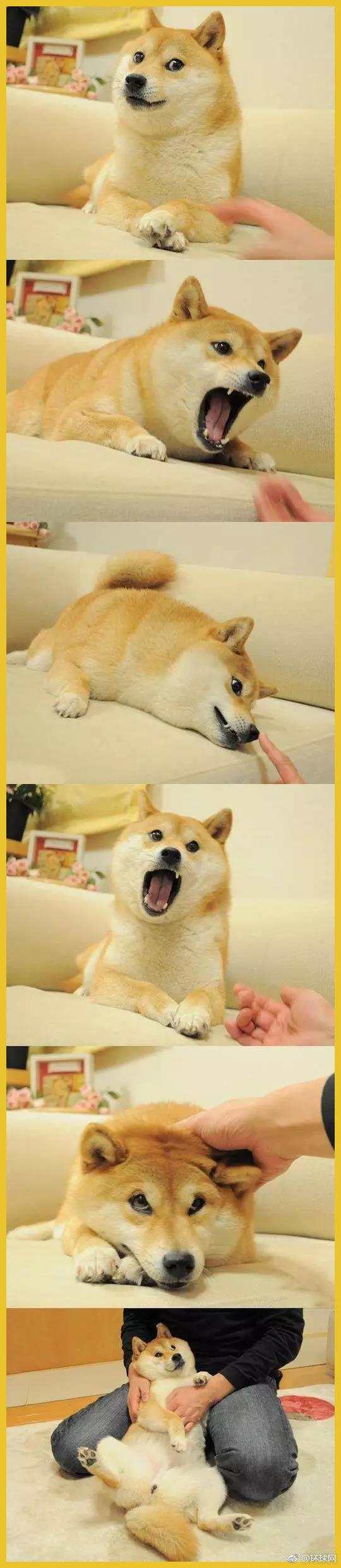 doge已经13岁了