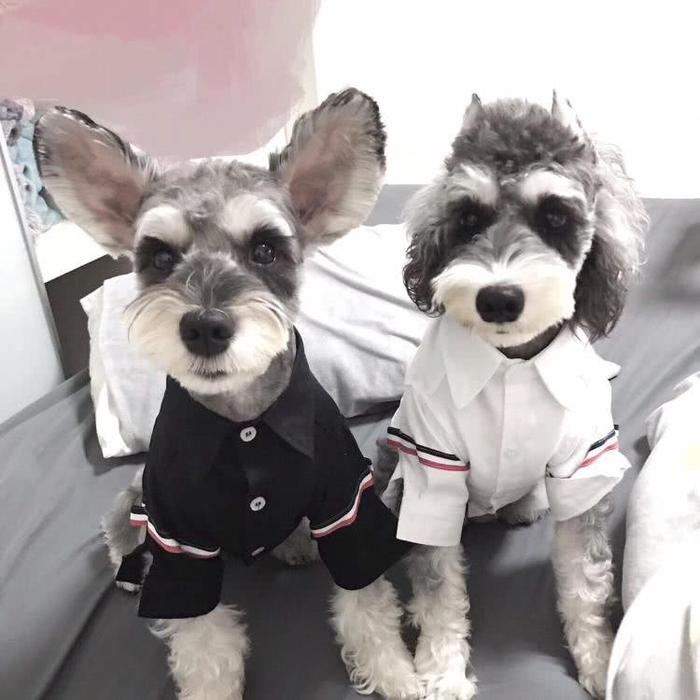 狗狗界的小老头儿，聪明好养的雪纳瑞犬，这种犬你了解多少呢？