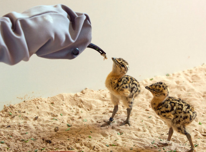 鸨鸟，可能是被误会最深的动物了！它竟是和熊猫同样珍贵的动物！