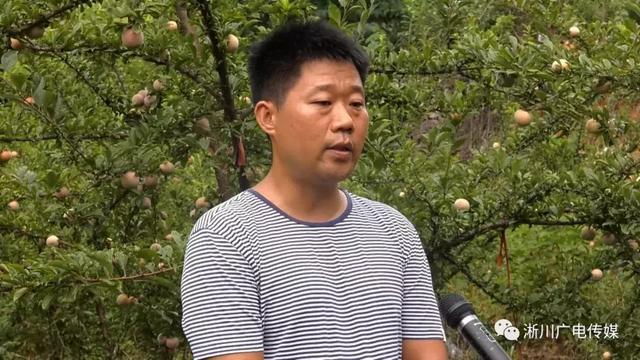 「决战决胜2019」淅川县老城镇：杏李满枝丰收年 村民口袋鼓起来