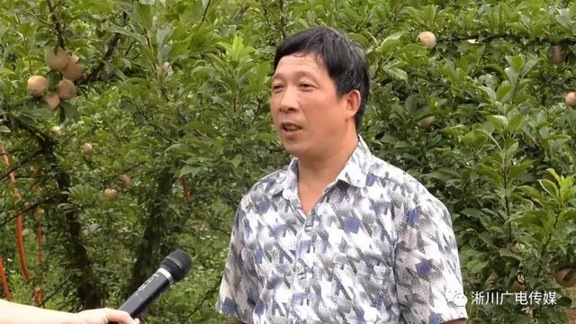 「决战决胜2019」淅川县老城镇：杏李满枝丰收年 村民口袋鼓起来