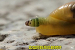 慎入!被寄生虫控制的僵尸蜗牛