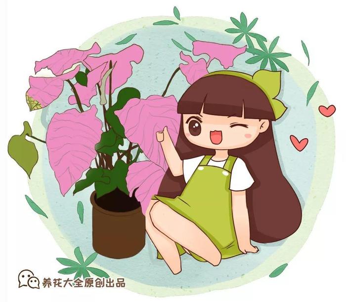 别养绿萝了，这20种耐阴花，养家里才气派！